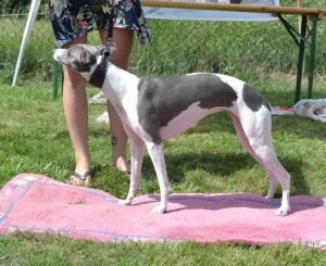 0038---elien-danny-valentine-dogs---2.-m.jpg