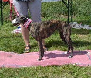 045---matia-mons-boh.-snap-dog---1.-m.---f.jpg